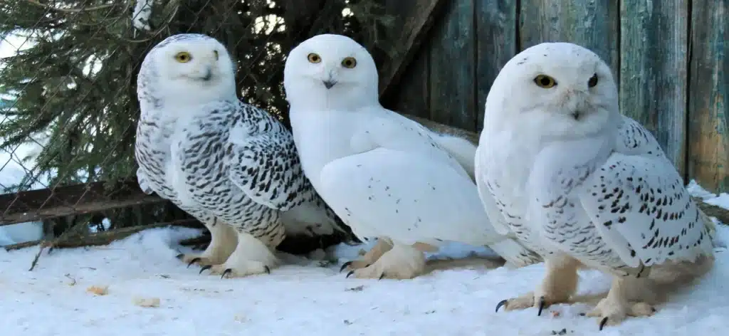 Arctic Owls