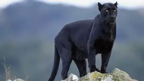 Black Panthers