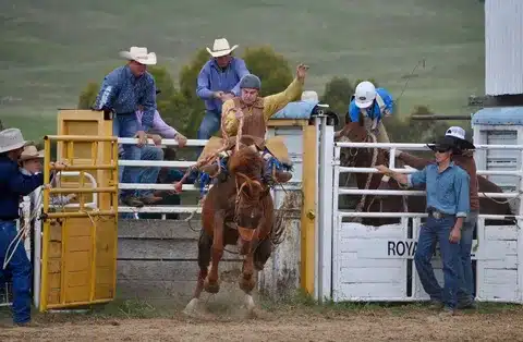 Bronco Battlers cowboy