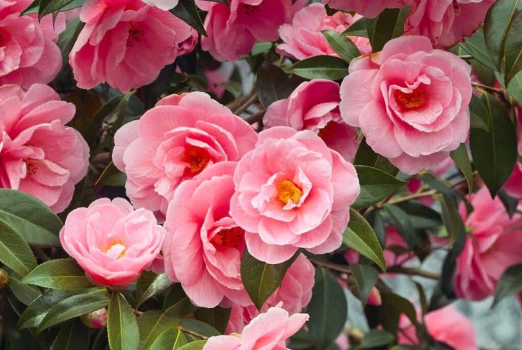 Camellia Crushers