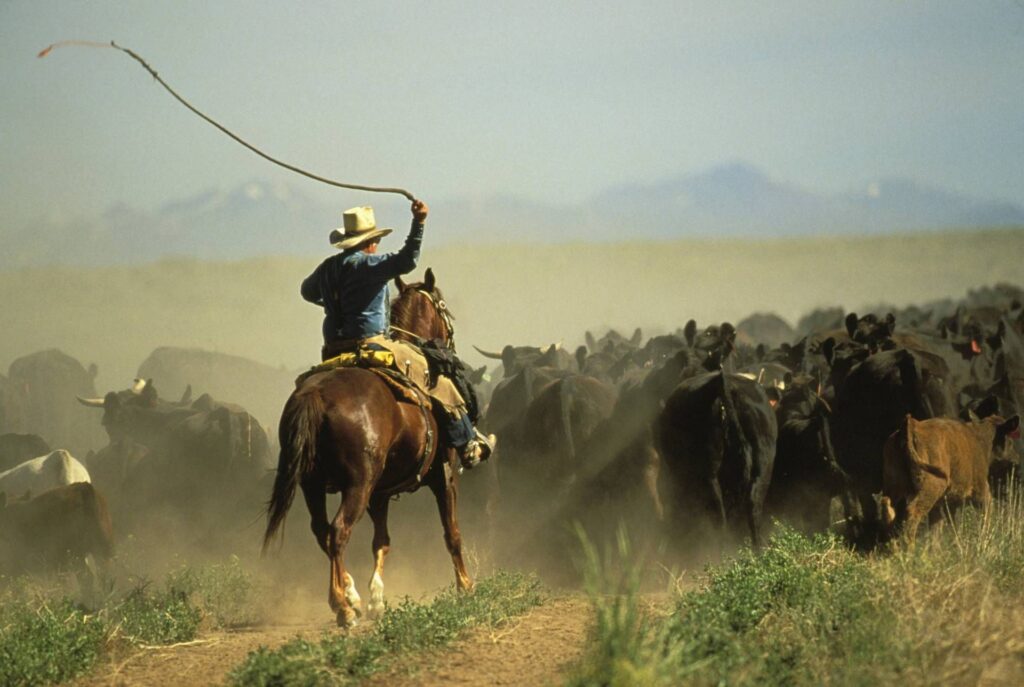 Cattle Kings cowboy