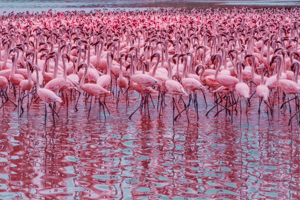 Flamingo Fighters