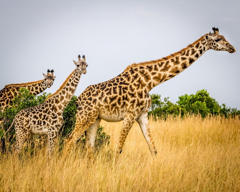 Gallant Giraffes