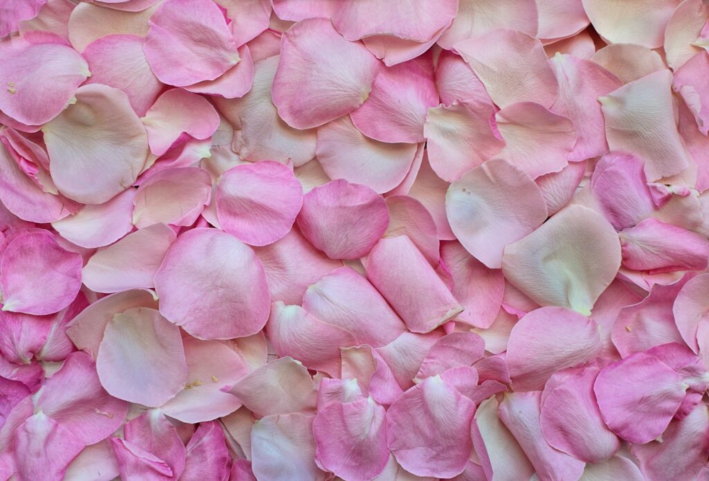 Rose Petal