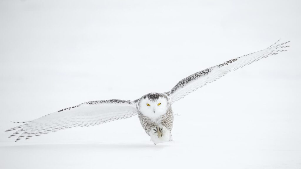 Snowy Owls