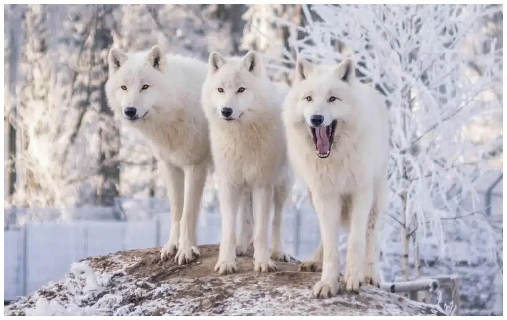 Winter White Wolves