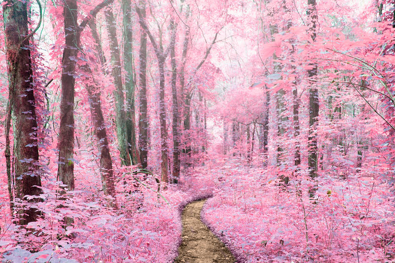 pink forest