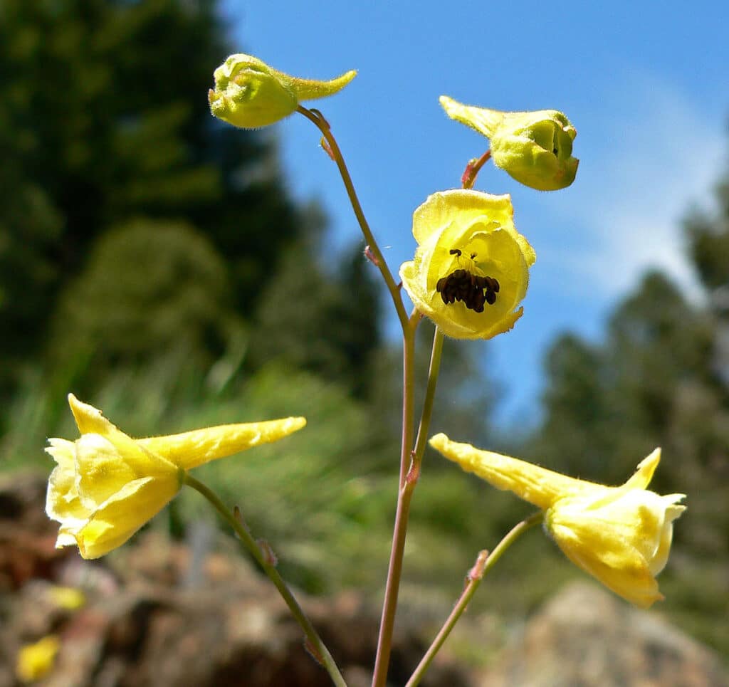 The Lemon Larkspur League